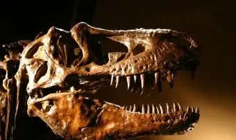 T-Rex-Dinosaur-Skull.webp