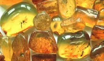 חרקים בצבע ענבר