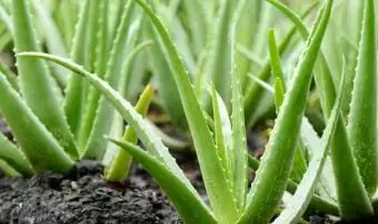 Wachsende Aloe-Vera-Pflanzen