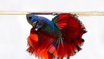 Perguntas frequentes sobre Betta Fish Care