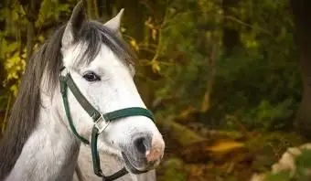 馬のクローズアップ