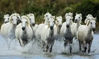 フランスの馬の名前