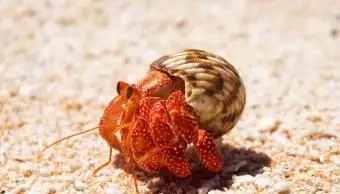 Tikehau Krab Pustelnik