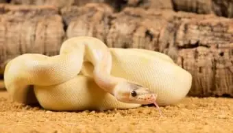 Bananowy Królewski Python