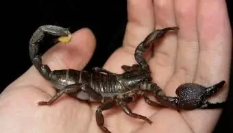 Skorpion cesarski trzymany na ręku