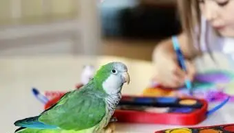 zielona papuga mnicha