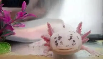 Śliczne zbliżenie axolotl