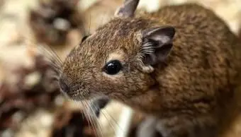 Mała urocza szara mysz Degou