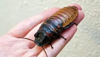 Ogromny karaluch na wyciągnięcie ręki