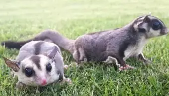 Lotopałki cukrowe bawiące się w ogrodzie