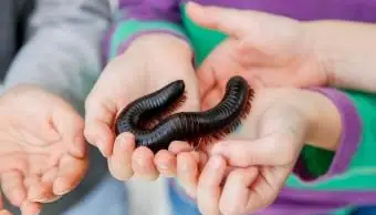 ręce trzymające olbrzymią stonogę