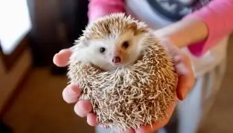 osoba trzymająca jeża