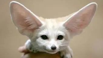 Beste exotische kleine Haustiere, die einfach zu besitzen sind