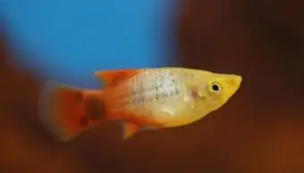 Pielęgnacja i poród Molly Fish