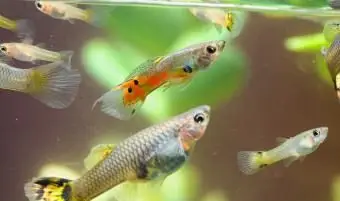 임신 구피 피쉬 케어