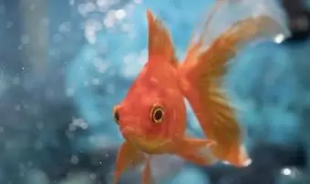Buoni nomi di pesci rossi da compagnia