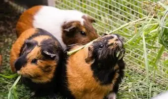 3匹のペットのモルモット