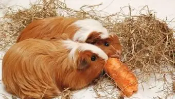 干し草とニンジンを食べているモルモット