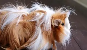 木の床のシェルティモルモット