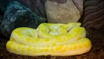 לבנה מכווץ טוב