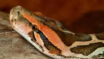 מכווץ זנב אדום טוב