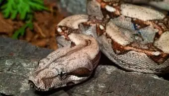 מכווץ זנב אדום טוב