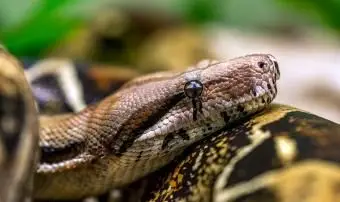 עובדות ומדריך טיפול לחיות מחמד של בואה מכווץ