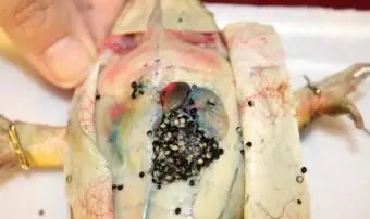 צפרדע נקבה נפתחה