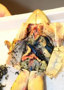 פותח את הצפרדע