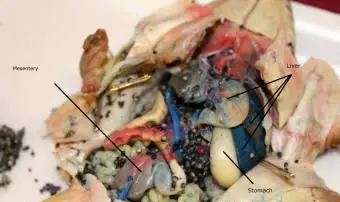 תווית בקיבה, מזנטריה, ביציות וכבד