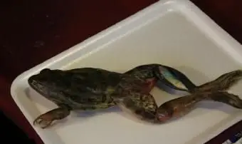 הצד הגבי של דגימת הצפרדעים