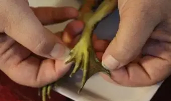 בהונות צפרדעים וחגורות