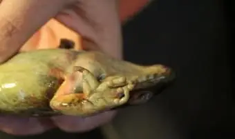 ספרות צפרדעים