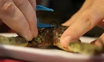 ביוב צפרדעים