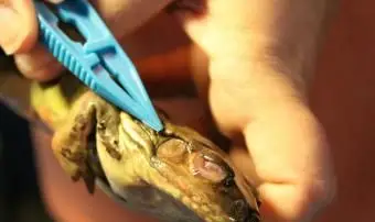 צפרדע tympanum ועין (נקבה)