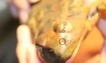 נחיריים של צפרדעים