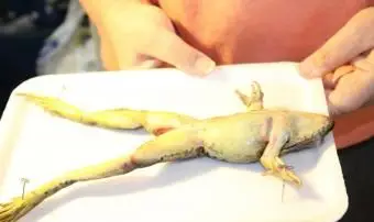 הצפרדע הצמדה