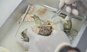 איך לנתח צפרדע