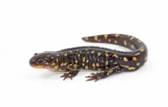 Tiger Salamander Care