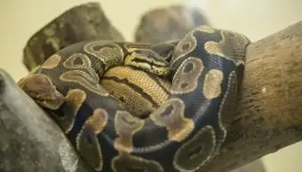 Königspython-Lebensraum