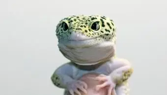 lagarto en una mano humana