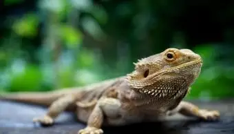 Dragón barbudo de pie sobre madera