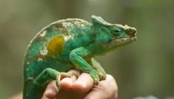 Camaleón en una mano de hombre