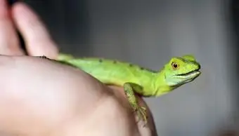 Iguana pequeña en niño