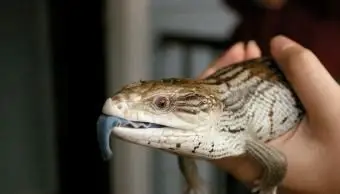 lagarto nativo de lengua azul