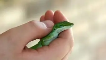 Anole verde en mano