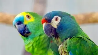 Pielęgnacja papug domowych