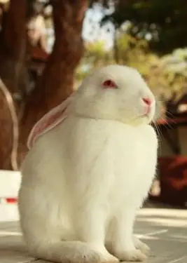 愛らしいバニー