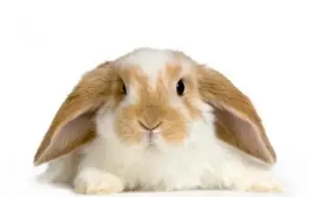 ペットのウサギの名前