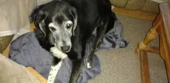 Auch Hunde lieben Wärmehalter